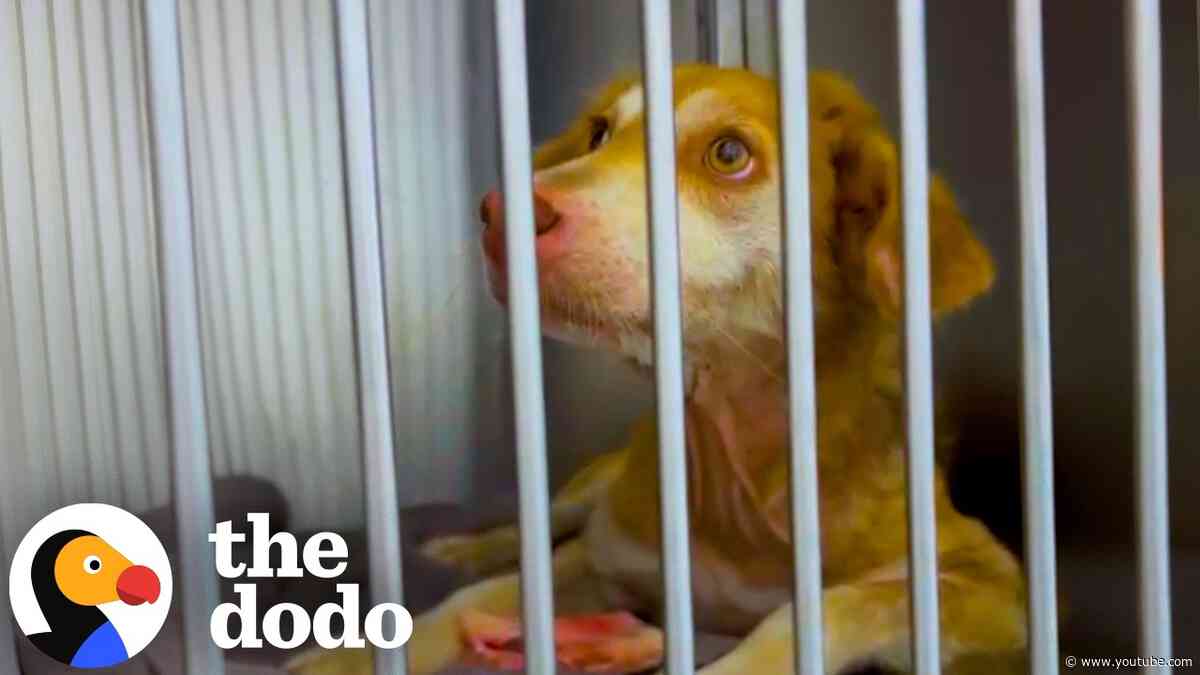 Skinny Dog Brothers Chained To Cages Get The Ultimate Glow-Up | The Dodo