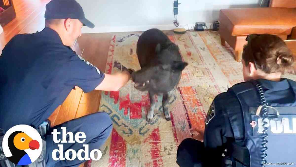 Pig Causes A 911 Call And Becomes A Local Celebrity | The Dodo