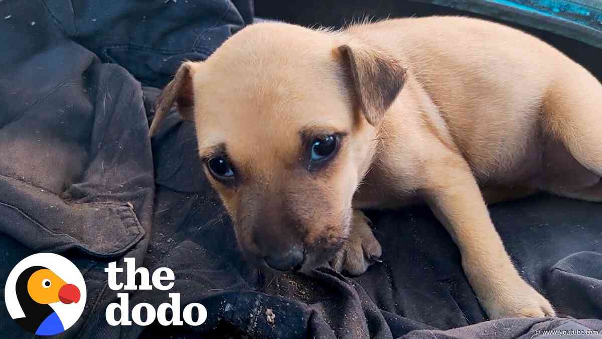 Tiny Abandoned Puppies Finally Find the Love They Were Waiting For | The Dodo