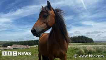 Are Dartmoor's beloved hill ponies under threat?