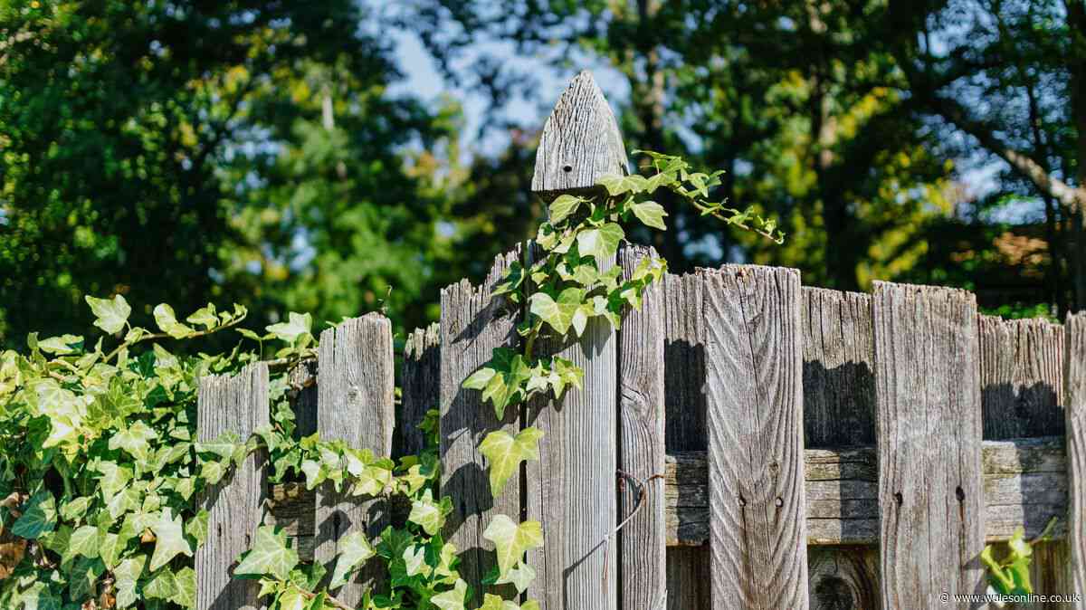 English ivy will 'stop' regrowing if you use 3 methods to get rid of plant