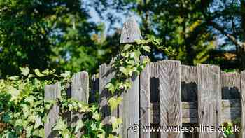 English ivy will 'stop' regrowing if you use 3 methods to get rid of plant