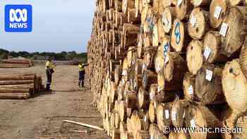 Russian timber getting into Australia by exploiting loopholes, industry says