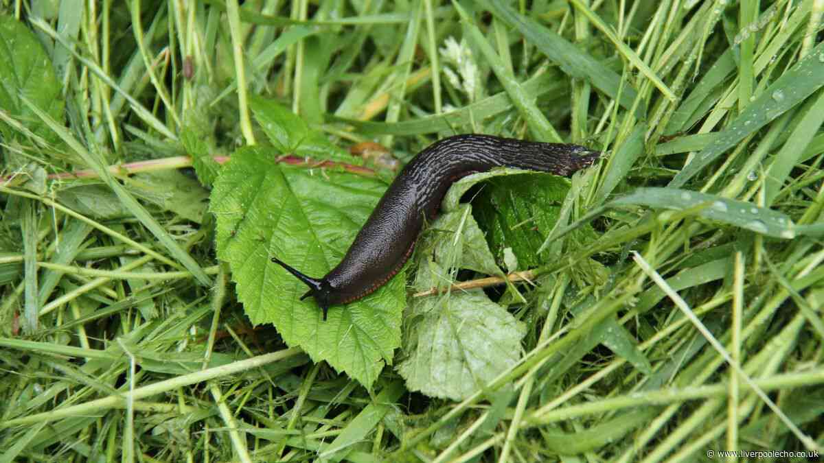 Gardeners urged to keep slugs away this summer using natural deterrent loved by experts