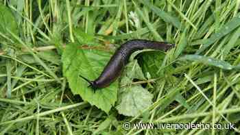 Gardeners urged to keep slugs away this summer using natural deterrent loved by experts
