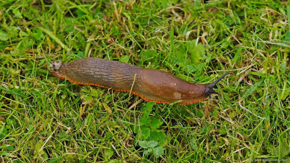 Deter slugs from gardens with natural solution gardening experts love