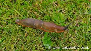 Deter slugs from gardens with natural solution gardening experts love