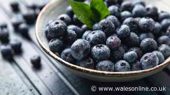 Households urged to remove blueberries from plastic containers to keep them fresh longer