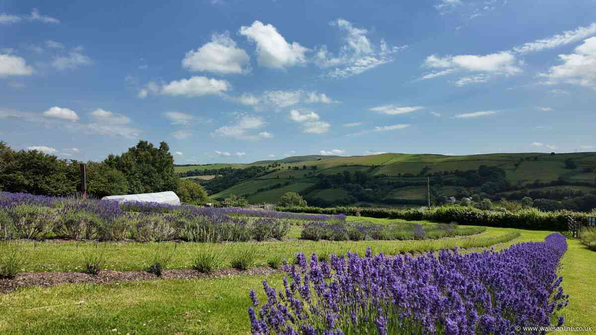When does lavender bloom and the best places to see it in Wales