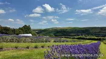 When does lavender bloom and the best places to see it in Wales