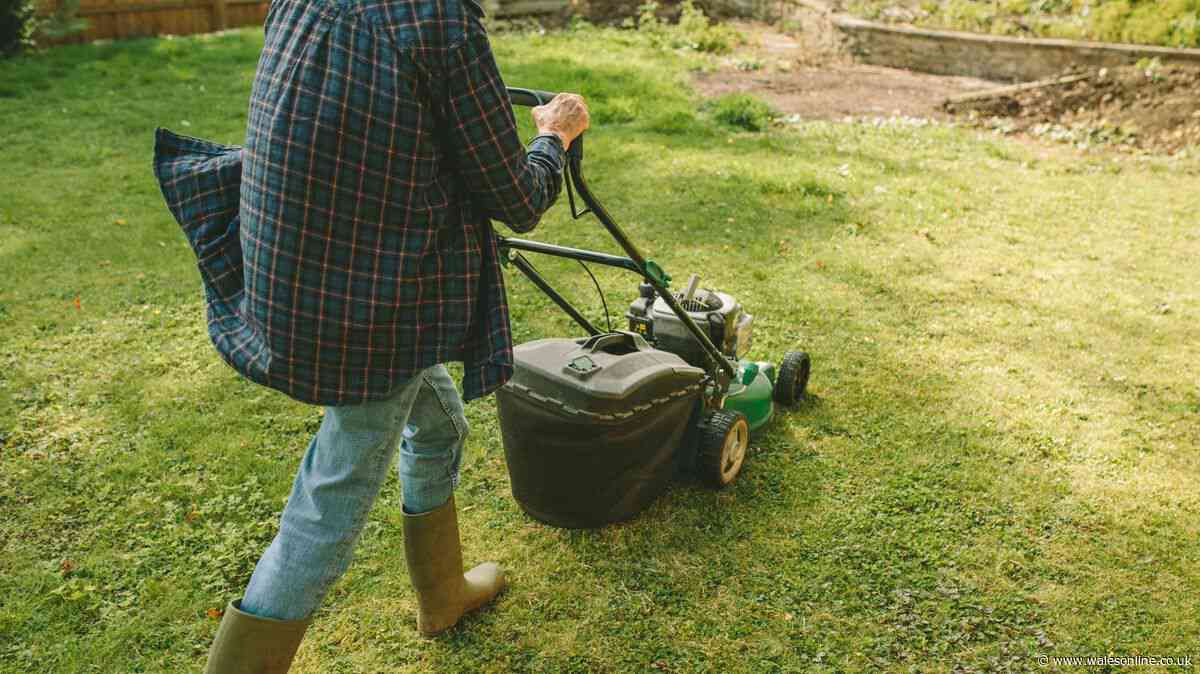 Gardeners urged to mow lawns within a 2-hour window or risk yellow grass