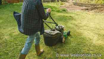Gardeners urged to mow lawns within a 2-hour window or risk yellow grass