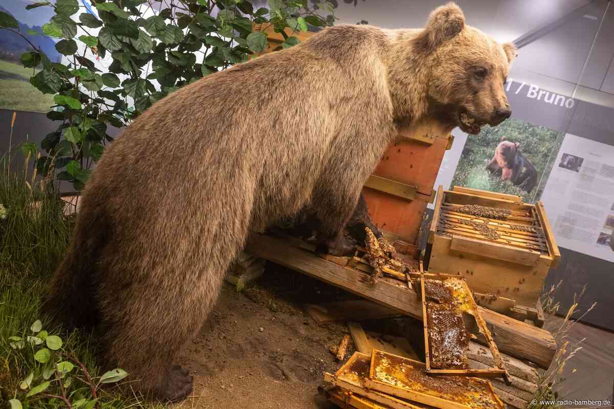 Braunbär Bruno im Museum: Freiheitssymbol und Schaustück