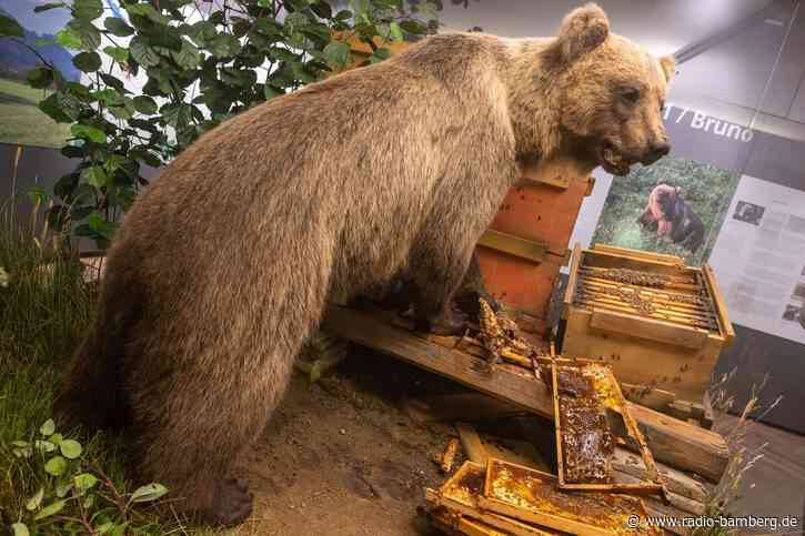 Braunbär Bruno im Museum: Freiheitssymbol und Schaustück