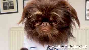 'My dog predicts World Cup match results and got England game totally right'
