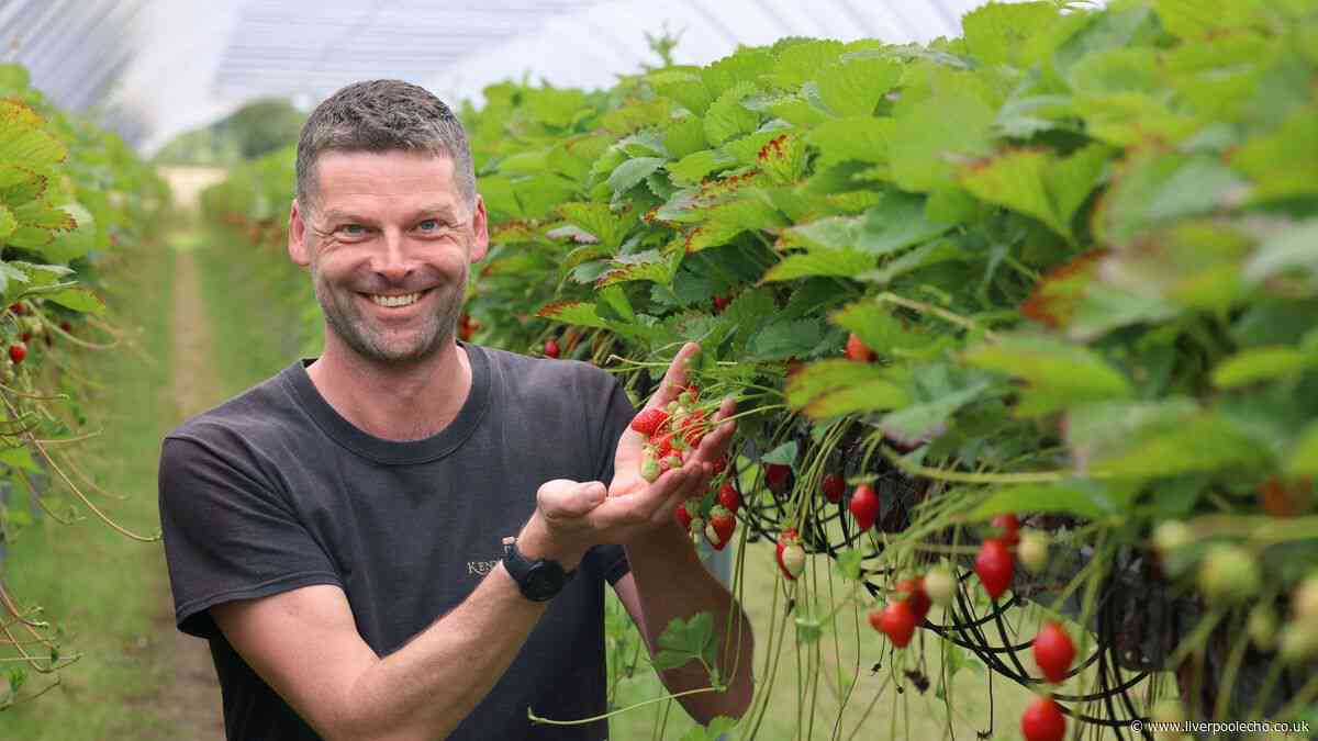 Family-run strawberry field that 'sells out like Glastonbury'