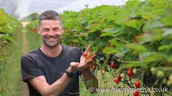 Family-run strawberry field that 'sells out like Glastonbury'