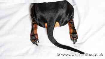 'I'm a vet and these are five breeds I genuinely love but wouldn’t have'