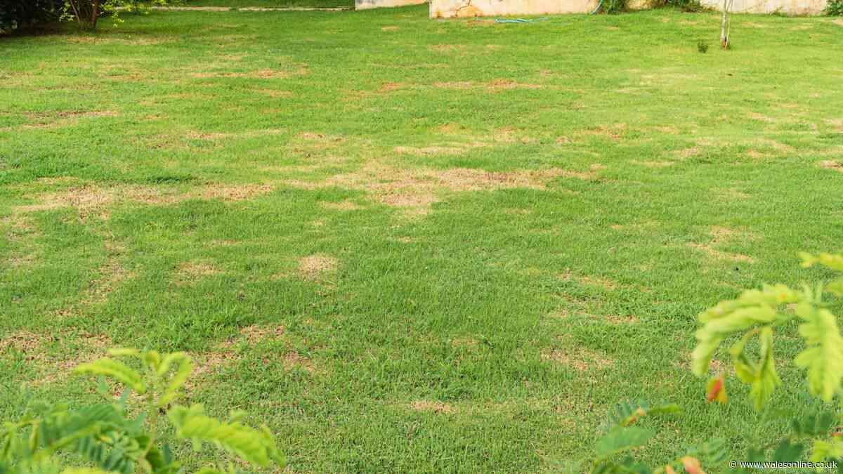 Lawn expert says 'take steps now' as El Nino 2026 begins