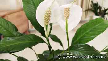 Peace lilies will bloom all summer if you take three steps now