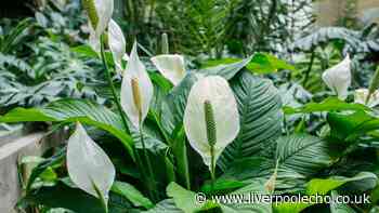 Peace lilies will flower all summer if you do three simple jobs now