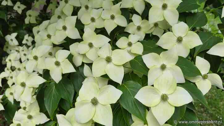Heb je deze fraaie struik in je tuin? Dan heeft dat voordelen volgens Frans