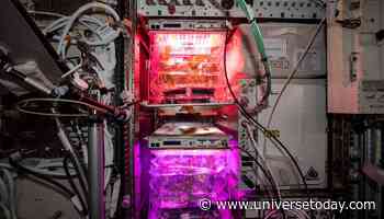 Using Plants, Astronauts Could Create Their Own Medicine