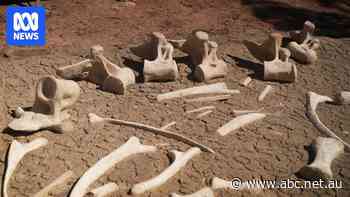 Prehistoric Past: Dinosaur tourism bringing visitors to the outback