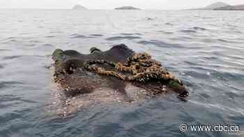 Abandoned tuna fishing gear smashes corals, harms wildlife in marine refuges, study finds