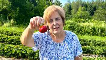 Worth the wait: A late frost gets New Brunswick strawberry season off to a slow start