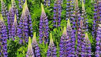 Lovely lupins: Enjoy these photos from around New Brunswick