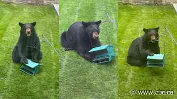 Black bears spotted in Saint John, Fredericton likely ‘just moving through’