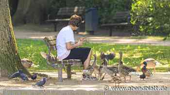 Eltern, Ruderer, Spaziergänger – alle klagen über die vielen Gänse an der Alster