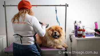 ‘Dogs don’t judge’: The salon in an exclusive shopping strip giving ex-prisoners a second chance