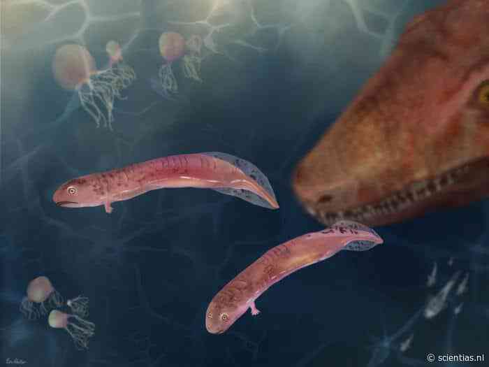 Ging de evolutie toch anders dan gedacht? Eerste landdieren waren nooit kikkervisjes