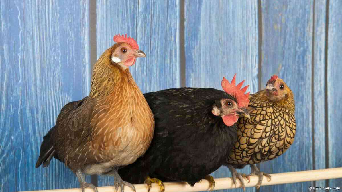 Hühnerstall ausmisten: Mit diesen Experten-Tricks geht es schneller und Ihre Tiere bleiben gesund