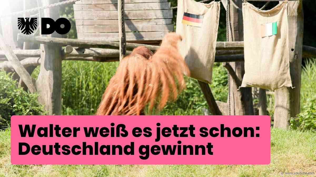 Orakel Walter aus dem Zoo Dortmund tippt Fußball-WM: Ohne Trickserei siegt Deutschland, sagt Walter