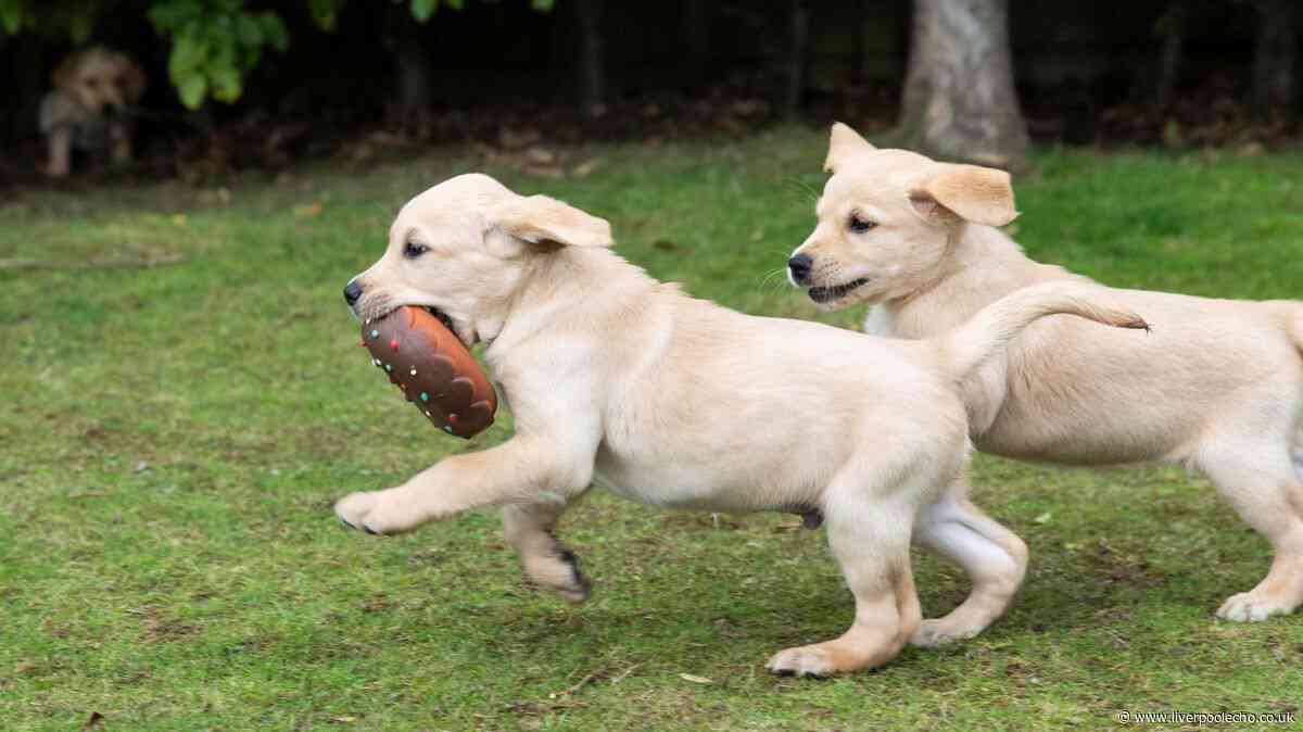 Bid for new dog play centre among new latest Wirral planning applications