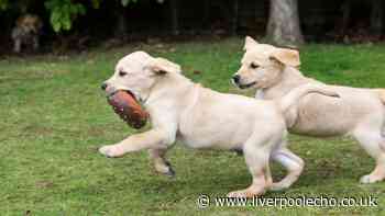 Bid for new dog play centre among new latest Wirral planning applications