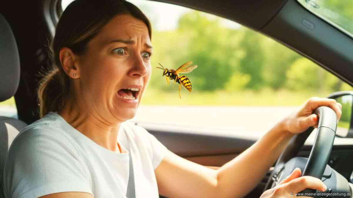 Insekt im Auto: Die größte Gefahr ist nicht das Tier – sondern Ihre Reaktion