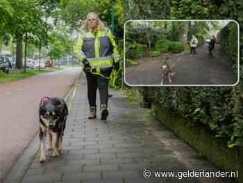 Kat kwijt? Annet en haar honden doen er alles aan om je huisdier terug te vinden