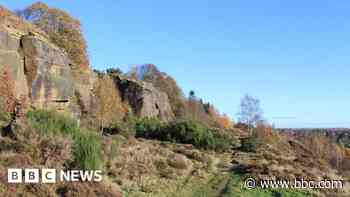 More trees and nature spaces in council green plan