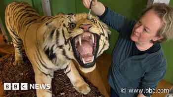 Museum's giant tiger given careful clean