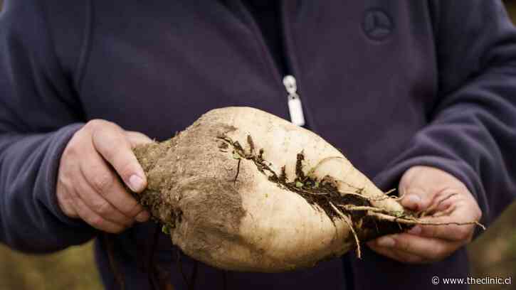 La última cosecha de remolacha: crónica del fin del cultivo que alimentó a la industria azucarera chilena durante más de 70 años y dejará a 3 mil familias sin trabajo