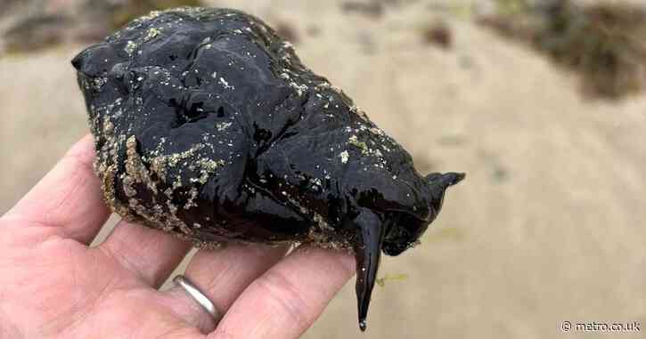 Mystery over rare sea slug found washed up on UK beach