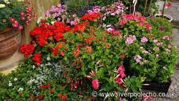 7 plants that keep gardens 'lively and vibrant' with little watering