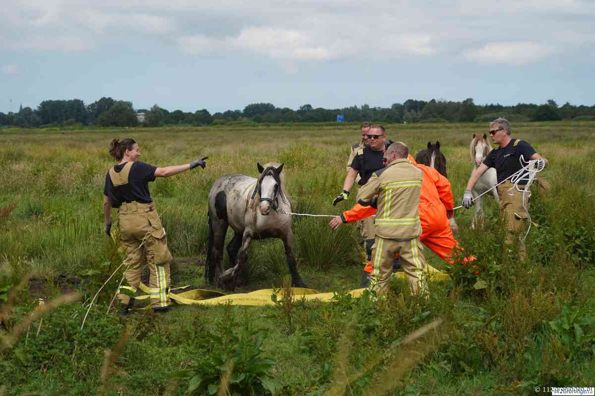 Paard in de sloot, het dier zocht verkoeling !