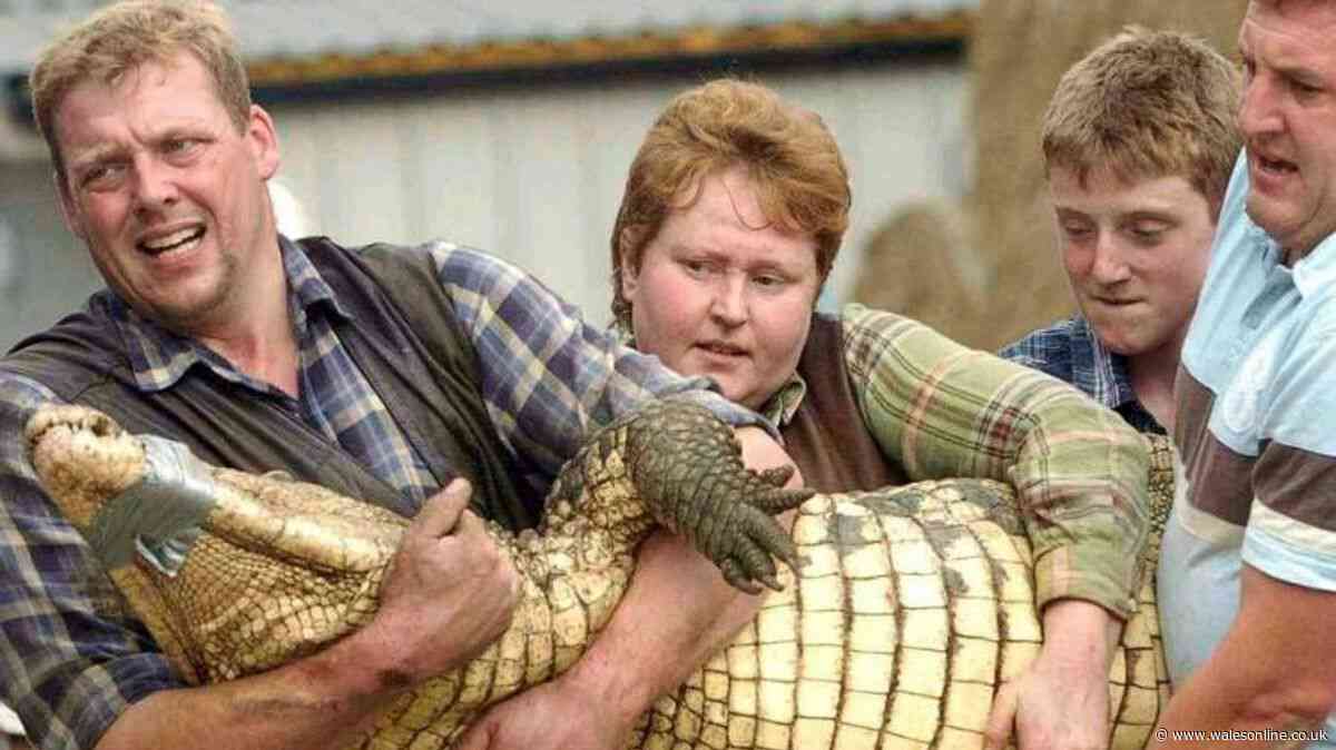 Boy allegedly thrown into crocodile enclosure as zoo owner's family 'distraught'