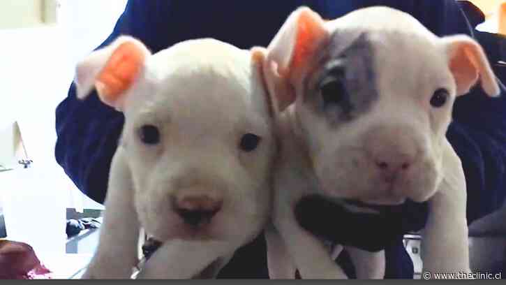 PDI captura a falso veterinario que mutilaba a perros con fines estéticos en Huechuraba: rescataron seis cachorros tras denuncia anónima