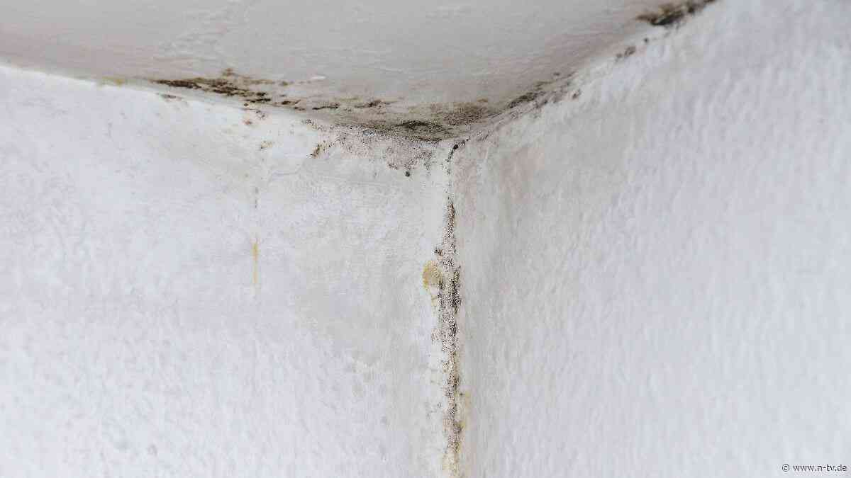 Gesundheitsrisiko beachten : Schimmel trotz Hitze in der Wohnung - Was hilft?